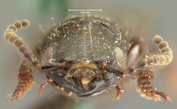 Media type: image;   Entomology 7274 Aspect: head frontal view
